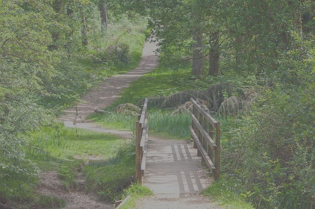 a blurry photo of a bridge in a forest 