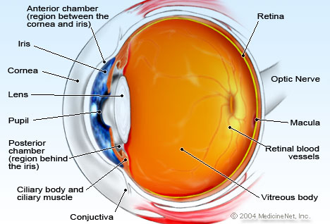 anatomy of an eye